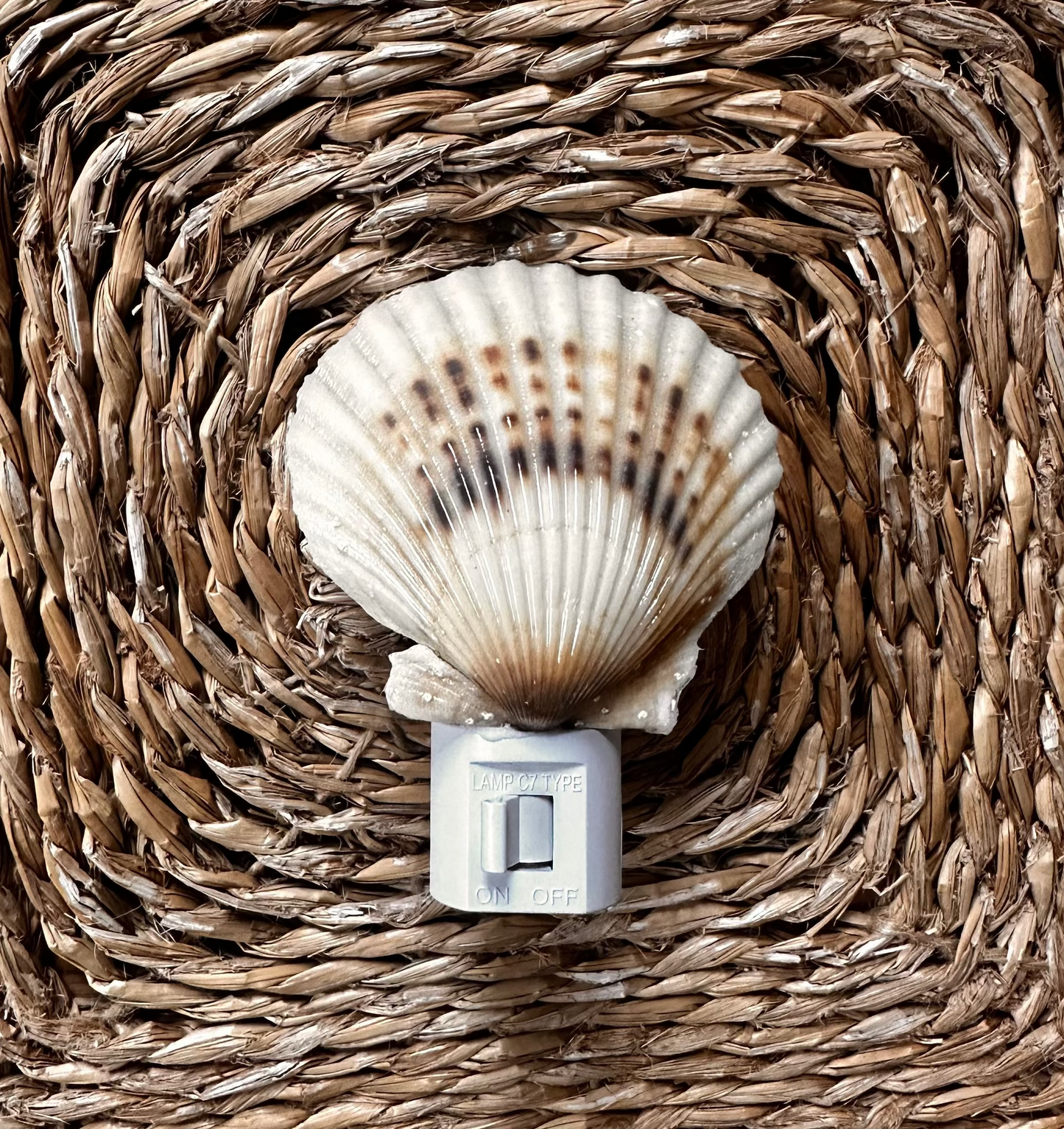 Nantucket Bay Scallop Night Light